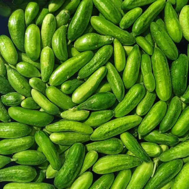 organiktariminonemi